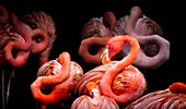 View of vibrant flamingos with bright pink plumage stand gracefully against the stark black background, creating a striking contrast, Singapore, Singapore.