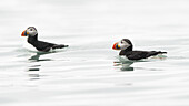 Blick auf zwei Papageientaucher mit ihren leuchtend orangefarbenen Schnäbeln, die mühelos über das ruhige, eisige Wasser schwimmen und Wellen in Longyearbyen, Spitzbergen und Jan Mayen erzeugen.
