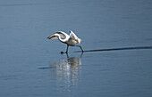 View of a white egret skims across the tranquil water, its reflection shimmering in the sunlight, creating a sense of peaceful motion, Cape May, New Jersey, United States.