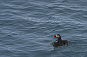 Blick auf einen atlantischen Papageientaucher mit seinem leuchtend orangefarbenen Schnabel, der durch das plätschernde, tiefblaue Wasser gleitet, ein Moment arktischer Gelassenheit, Longyearbyen, Svalbard und Jan Mayen.