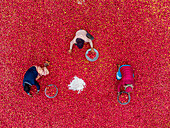 Joypurhat, Bangladesh - 31 December 2022: Aerial view of crimson tomatoes spread across the ground, where workers sort through the harvest, creating a vibrant, textured tableau from above.