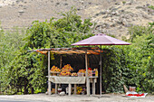 View of a roadside fruit stand overflowing with vibrant oranges and peaches beneath a maroon umbrella, framed by lush greenery, Areni, Vayots Dzor Province, Armenia.