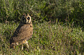 View of a brown owl with prominent ear tufts standing alert in the green grass, eyes fixed, in the Tanzanian plains, Seronera, Mara Region, Tanzania.
