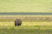 Blick auf ein Nashorn, das majestätisch in einem leuchtend grünen Feld unter den Sonnenstrahlen steht und die Schönheit der Tierwelt zeigt, Seronera, Mara Region, Tansania.