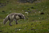 Blick auf einen Polarfuchs mit grauem und weißem Fell, der einen grünen und grasbewachsenen Hügel durchquert, eine wilde und unberührte Landschaft, Longyearbyen, Spitzbergen und Jan Mayen.