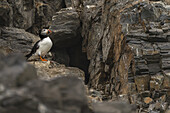 Blick auf einen Papageientaucher mit buntem Schnabel, der sich von der dunklen, strukturierten Felswand in der Nähe einer kleinen Höhle abhebt, eine Studie über Kontrast und raue Schönheit, Longyearbyen, Svalbard, Svalbard und Jan Mayen.
