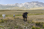 View of cattle grazing on the grassy plain before the majestic, snow-capped mountains in Isola del Gran Sasso D'italia, Abruzzo, Italy.