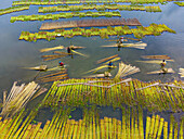 Natore, Bangladesh - 30 July 2023: Aerial view of jute stalks floating on water, creating a textured mosaic of gold and green as workers toil amongst the harvest.
