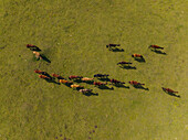 Aerial view of a herd of horses gallops across the vibrant green expanse of a plateau under the warm daylight, Assy Plateau, Almaty Region, Kazakhstan.
