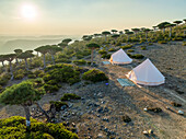 Aerial view of white tents nestled amidst the unique Dragon's Blood Trees, casting long shadows under the warm glow of the setting sun, Firmihin, Socotra, Yemen.