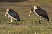 View of a marabou stork standing on one leg amidst the grassy plains, its distinctive form a testament to the wild beauty, Seronera, Mara Region, Tanzania.