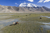 Aerial view of camels grazing in the foreground, contrasting against the majestic, snow-capped Muztagh Glacier under a clear blue sky, Xinjiang, China.