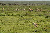 View of a jackal standing alert amidst the lush green savanna, contrasted by a distant herd of animals, Seronera, Mara Region, Tanzania.