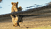 View of a young lion resting near a pool of water, its reflection shimmering in the liquid surface, creating a mirrored image of the serene scene, Seronera, Mara Region, Tanzania.