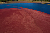 Aerial view of a vibrant cranberry bog, a sea of crimson fruit swirling against the deep blue waters, creating a stunning contrast of colors, Carver, Massachusetts, United States.