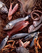 Selection of fish