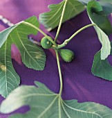 Fig branch