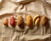 Varieties of potato