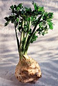 Root celery (topic: Lenôtre's gardens)