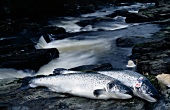 Product: raw salmon