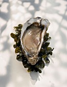 Eine geöffnete Auster auf Algen