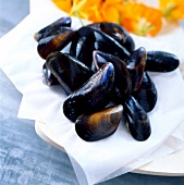Mussels on cloth