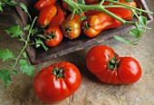 Andes tomatoes