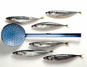 Raw sardines with a skimmer