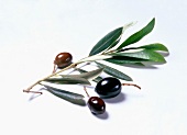 Ein Zweig mit schwarzen Oliven auf weißem Untergrund