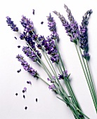Blühende Lavendelzweige
