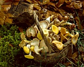 Körbchen mit Pilzen im Wald