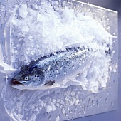 Salmon in ice