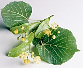 Lime leaves and blossom