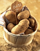 Bintje potatoes (topic: potatoes)