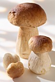 Cep mushrooms - cut out product
