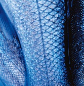 Fish scales