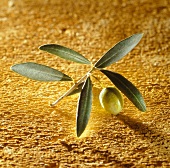 Eine grüne Olive am Olivenzweig