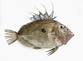 John dory fish