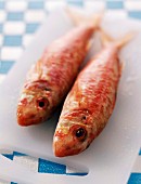 red mullet