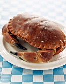 edible crab