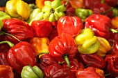 Display of habanero peppers