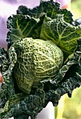 Green cabbage