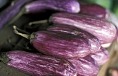 Purple aubergines