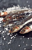Fresh anchovies and salt grains