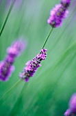 Lavender in nature