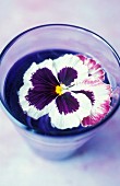 Glass of water with pansy