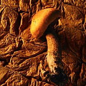 Amanite des cesars mushroom