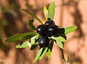 Schwarze Oliven am Zweig