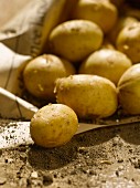 Frisch geerntete Kartoffeln