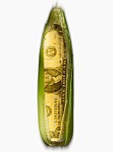 Corn on the cob American dollar bill